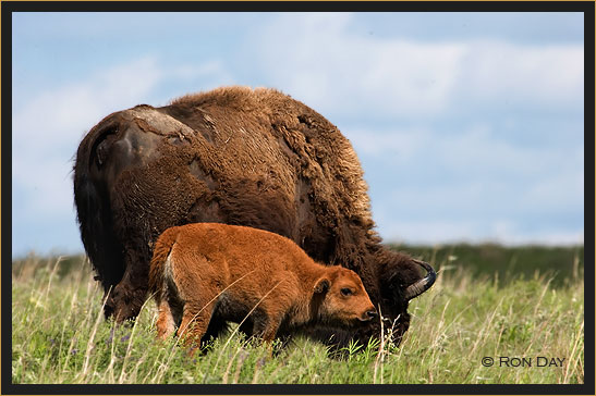 American Bison, (Bos bison), Cow and Calf
